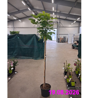 Catalpa bignonioides 'Nana' C 15 L